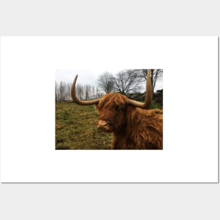 Scottish Highland Cattle Cow 2172 Posters and Art